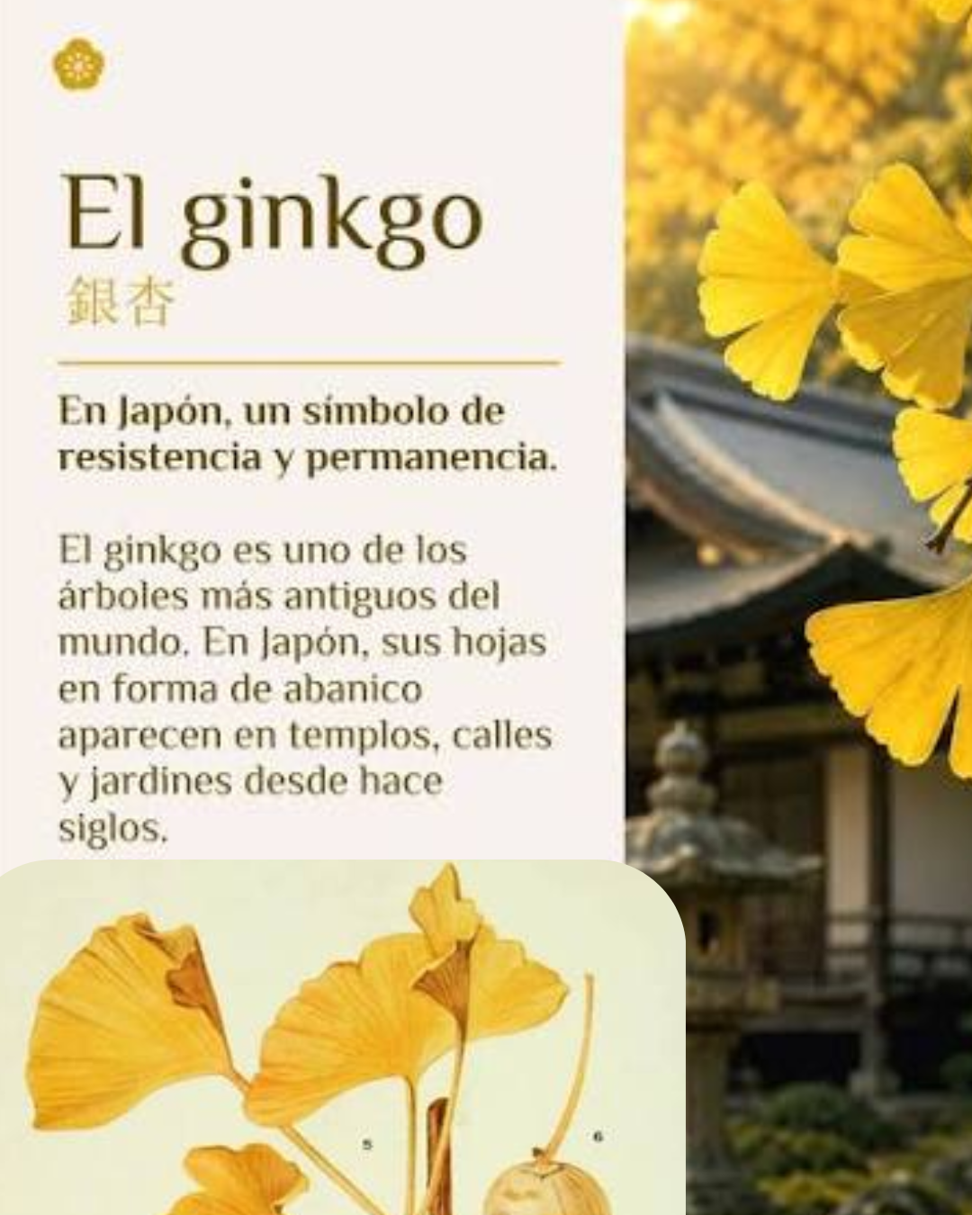 GINKGOBILOBA AMERICANO X 100 SOFGLS X 3